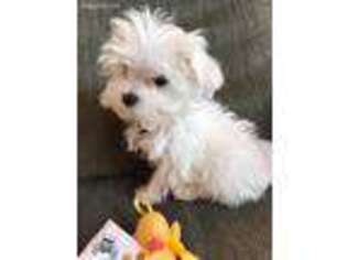 Maltese Puppy for sale in Tinley Park, IL, USA