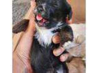Mutt Puppy for sale in Ellendale, DE, USA