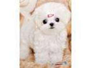 Maltese Puppy for sale in Victorville, CA, USA