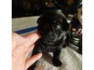Pug Puppy for sale in Winsted, CT, USA