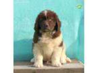 Newfoundland Puppy for sale in Gordonville, PA, USA
