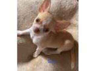 Chihuahua Puppy for sale in London, KY, USA
