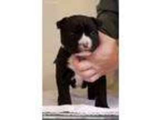 American Staffordshire Terrier Puppy for sale in Ware, MA, USA