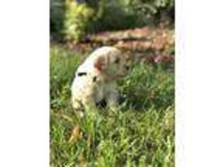 Goldendoodle Puppy for sale in California, KY, USA
