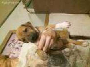 Rhodesian Ridgeback Puppy for sale in Milton, FL, USA