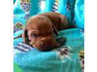 Vizsla Puppy for sale in Decatur, TX, USA