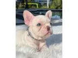 French Bulldog Puppy for sale in Pembroke Pines, FL, USA