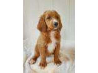 Goldendoodle Puppy for sale in West Salem, OH, USA