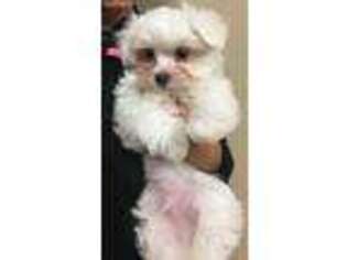 Maltese Puppy for sale in Culver, IN, USA