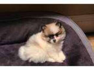 Pomeranian Puppy for sale in Linwood, NJ, USA