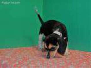 Beagle Puppy for sale in Paterson, NJ, USA