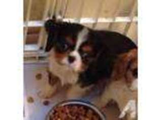 Cavalier King Charles Spaniel Puppy for sale in NORTH BRANCH, MN, USA