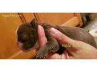 Olde English Bulldogge Puppy for sale in East Stroudsburg, PA, USA