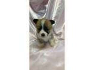 Pembroke Welsh Corgi Puppy for sale in Quitman, MS, USA
