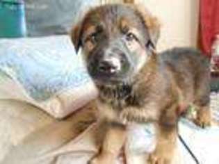 German Shepherd Dog Puppy for sale in Hammonton, NJ, USA
