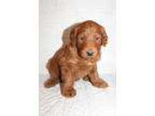 Goldendoodle Puppy for sale in Piqua, OH, USA