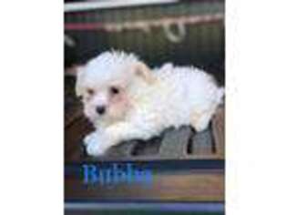 Maltese Puppy for sale in Pulaski, MS, USA