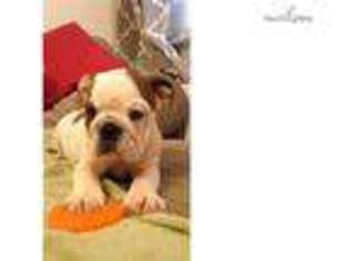 Bulldog Puppy for sale in Arlington, VA, USA