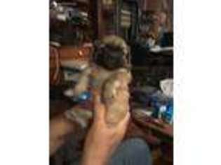 Tibetan Spaniel Puppy for sale in Moulton, AL, USA