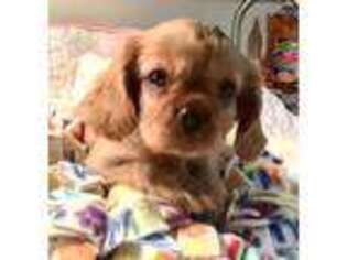 Cavalier King Charles Spaniel Puppy for sale in Brandon, SD, USA