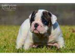 Bulldog Puppy for sale in El Campo, TX, USA
