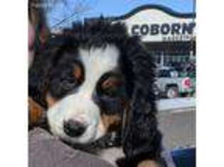 Bernese Mountain Dog Puppy for sale in Walnut Grove, MN, USA
