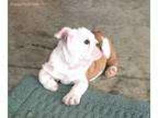 Beabull Puppy for sale in Addison, MI, USA