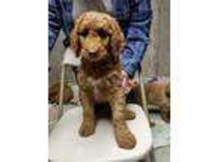 Goldendoodle Puppy for sale in Elizabeth, CO, USA