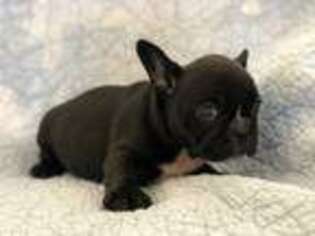 French Bulldog Puppy for sale in Chino Hills, CA, USA