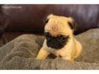 Pug Puppy for sale in Penn Yan, NY, USA