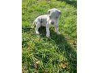 Great Dane Puppy for sale in Odon, IN, USA