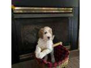 Goldendoodle Puppy for sale in Kinston, NC, USA