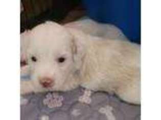 Goldendoodle Puppy for sale in Pearl City, HI, USA