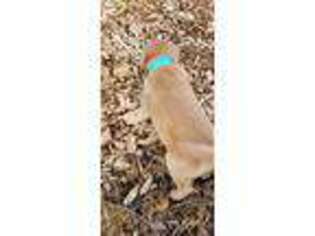 Golden Retriever Puppy for sale in Excelsior Springs, MO, USA