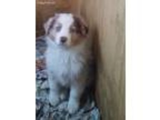 Australian Shepherd Puppy for sale in Allegan, MI, USA