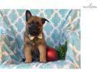Belgian Malinois Puppy for sale in Lancaster, PA, USA