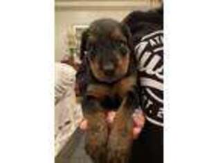 Airedale Terrier Puppy for sale in Haughton, LA, USA