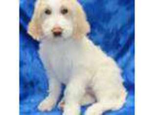 Goldendoodle Puppy for sale in Johnstown, CO, USA