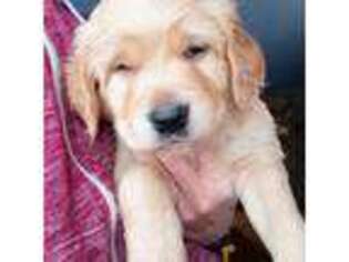 Golden Retriever Puppy for sale in Red Lake Falls, MN, USA