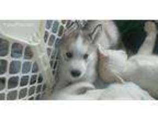 Siberian Husky Puppy for sale in Wesley Chapel, FL, USA