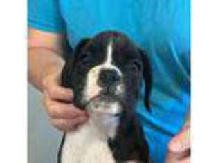 Boxer Puppy for sale in Wellsville, MO, USA
