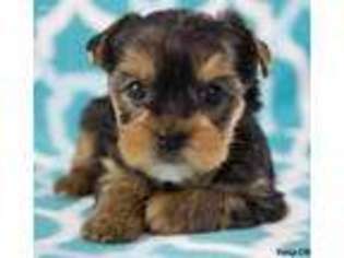 Yorkshire Terrier Puppy for sale in Charlottesville, VA, USA