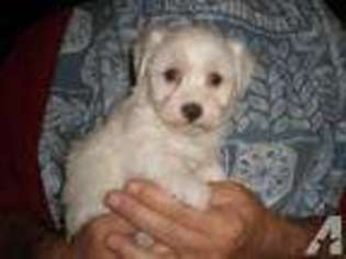 Havanese Puppy for sale in POINT, TX, USA
