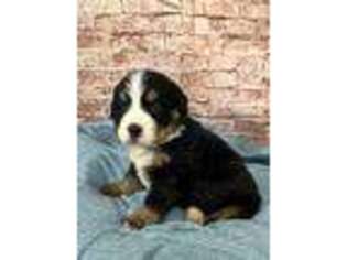 Bernese Mountain Dog Puppy for sale in Harlan, IN, USA
