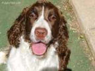 English Springer Spaniel Puppy for sale in York, PA, USA