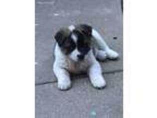 Akita Puppy for sale in Valley View, TX, USA
