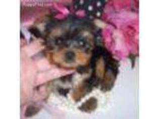 Yorkshire Terrier Puppy for sale in Jackson, MS, USA