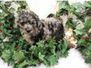 Labradoodle Puppy for sale in Quitman, GA, USA