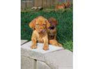 Vizsla Puppy for sale in Bennet, NE, USA