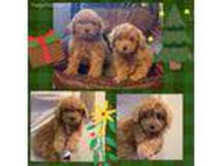 Labradoodle Puppy for sale in Irvine, CA, USA